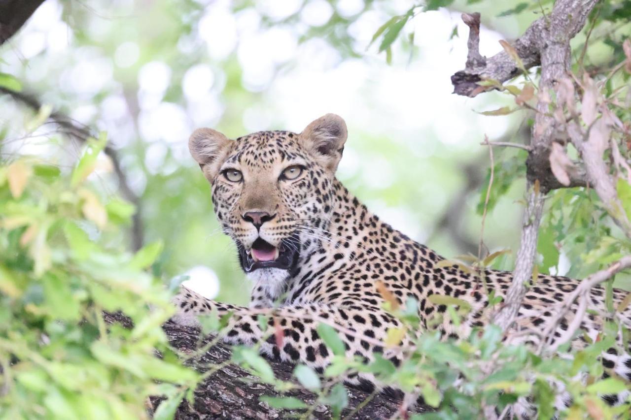 Kuname alojamiento Karongwe Game Reserve Exterior foto
