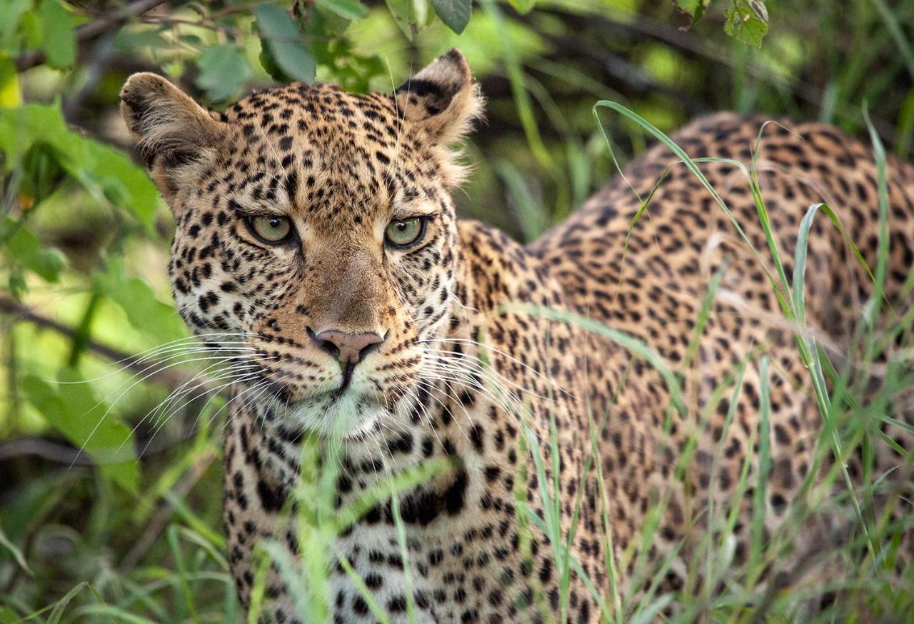 Kuname alojamiento Karongwe Game Reserve Exterior foto